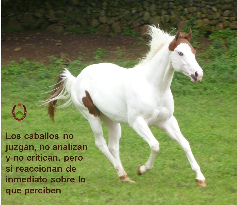 Caballo en La Herradura